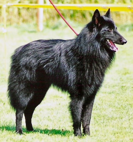 Ex.3-Lister black de la closerie de yenda