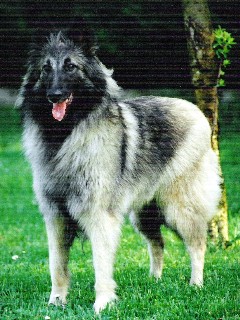 Moira de la closerie de yenda