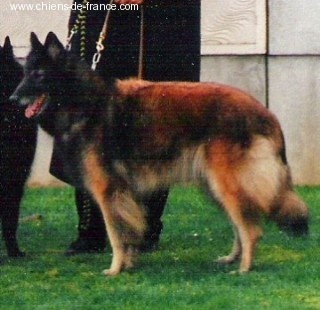 CH. Re  deesse De la grande lande