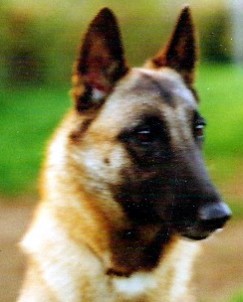 Fidji du mas de la Galandie