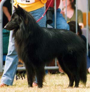 CH. Re milan de la closerie de yenda