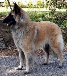 1er Choix-Ureleï de la closerie de yenda