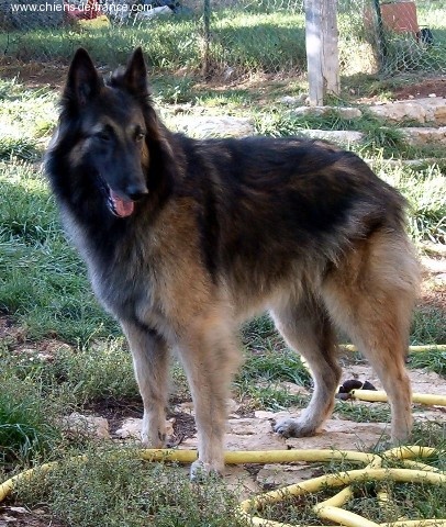 Tzaria de la closerie de yenda