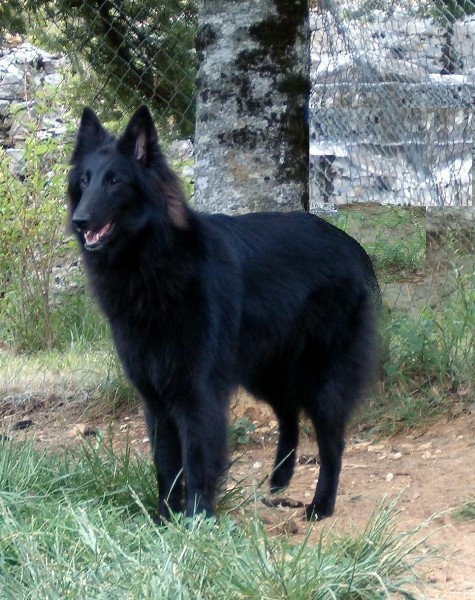 Ushalia de la closerie de yenda