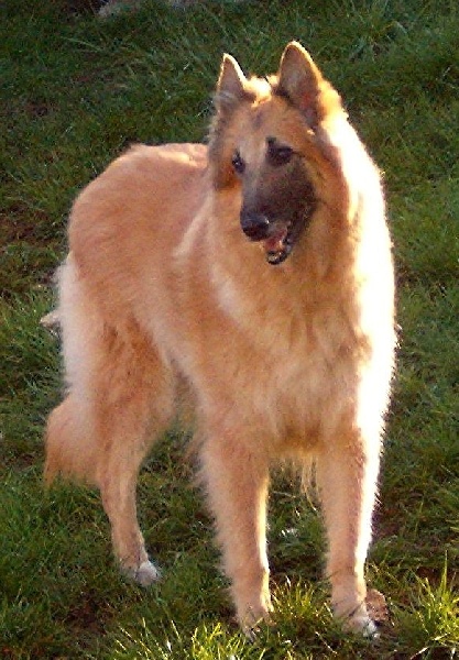 Syene de la closerie de yenda