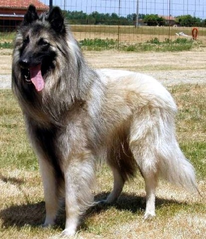 1er Choix :Vesuve de la closerie de yenda