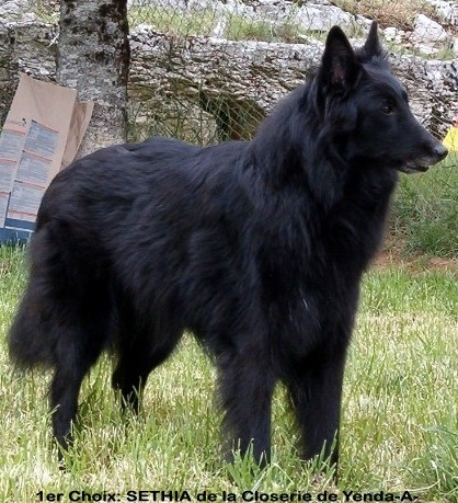 Sethia de la closerie de yenda