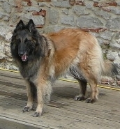 Coppelia de la closerie de yenda